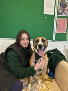 Pet Image